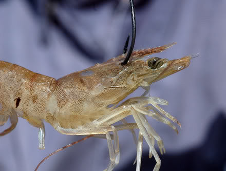 https://www.southernfinapparel.com/cdn/shop/articles/how-to-rig-live-shrimp-rig-fishing_440x.jpg?v=1468418683